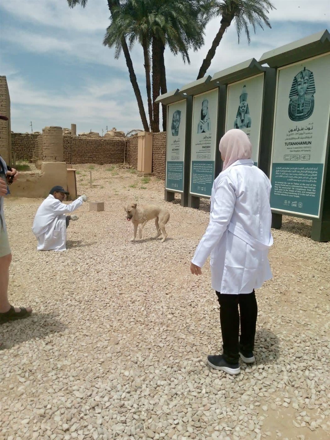 تحصين الكلاب الضالة بالأقصر&nbsp;