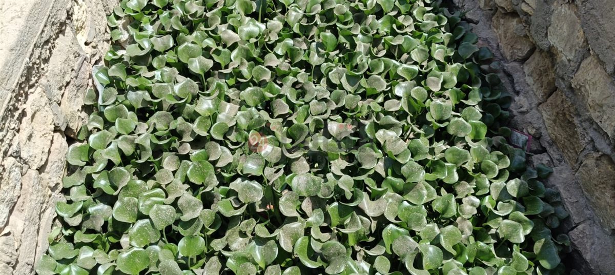 1001257675