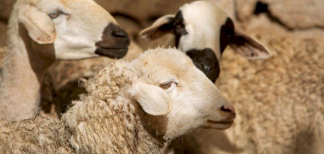 حكم شراء الأضحية بالتقسيط
