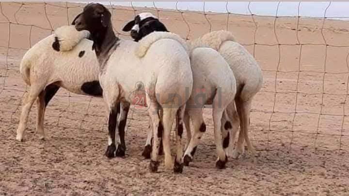 FB_IMG_1777833901077