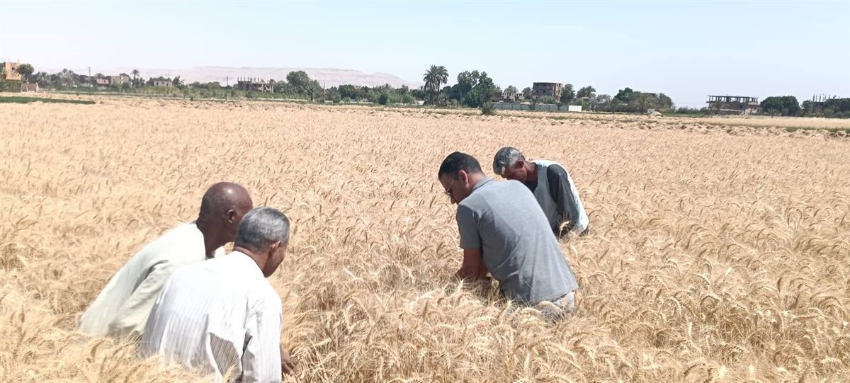 زراعة الأقصر&nbsp;