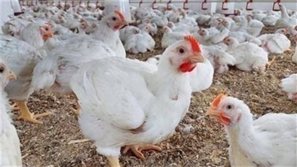 بورصة الدواجن سعر الفراخ اليوم