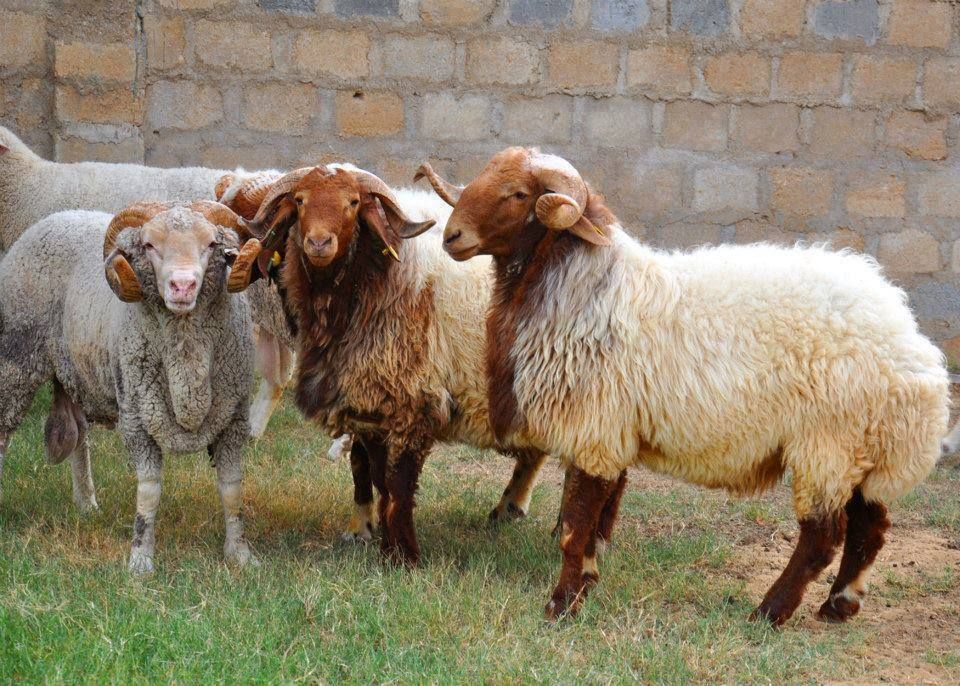 سن الأضحية