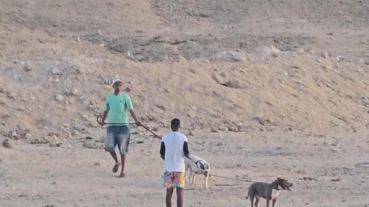 تعذيب أحد الكلاب الضالة بالغردقة 