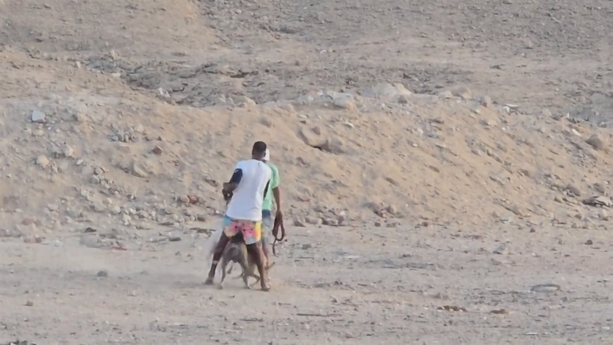 تعذيب أحد الكلاب الضالة بالغردقة 