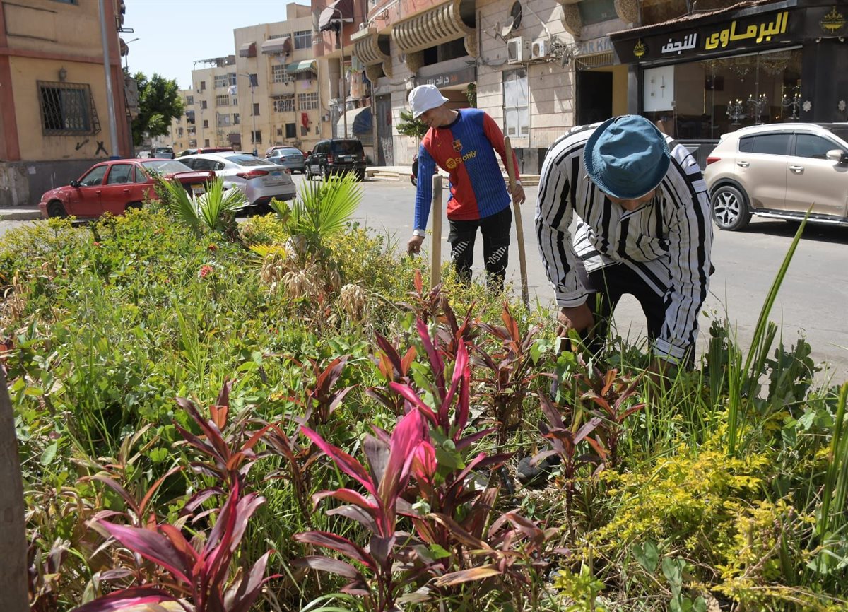 شوارع بورسعيد تتزين بالبونسيانا