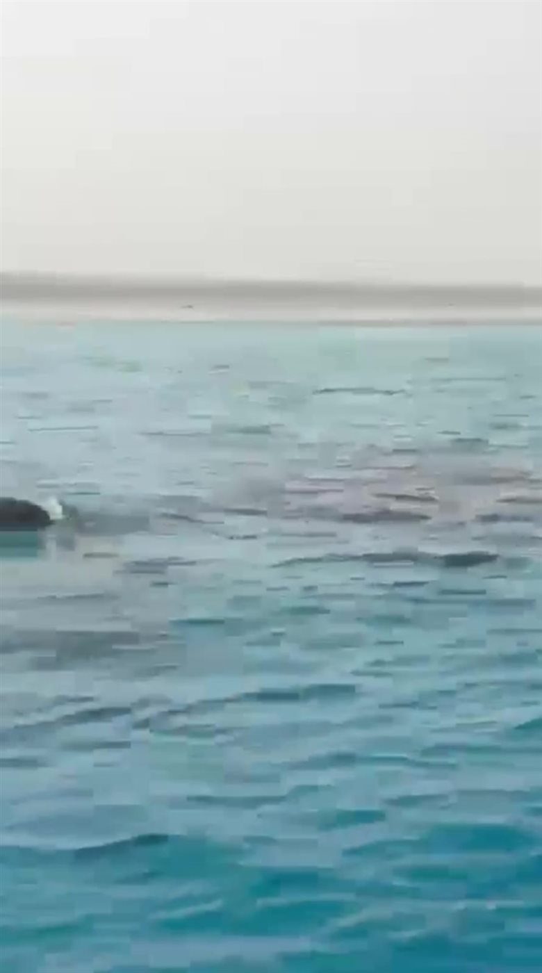 قرش يهاجم سلحفاة بحرية بوادي الجمال 