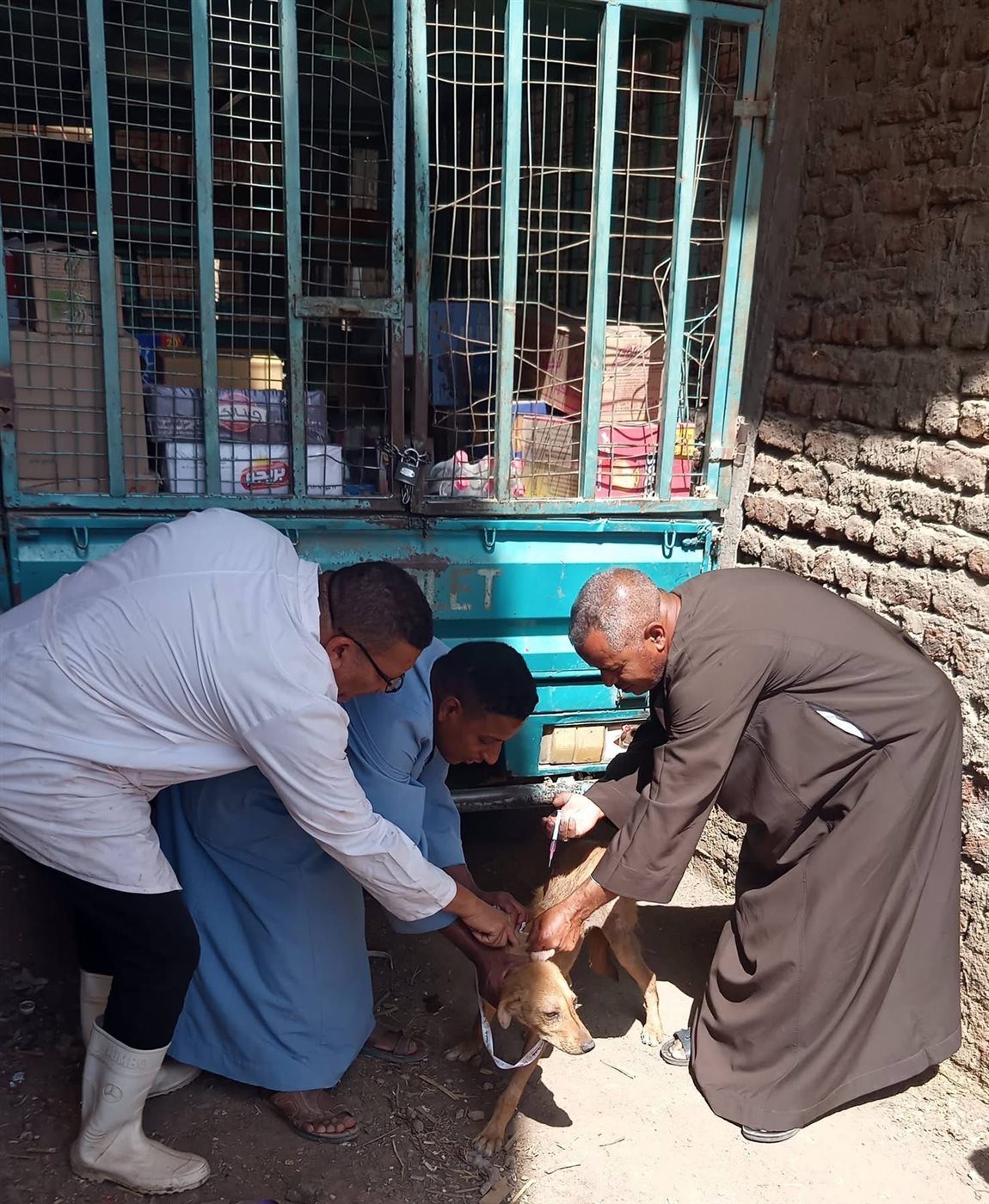 حملة للطب البيطري على الكلاب الضالة
