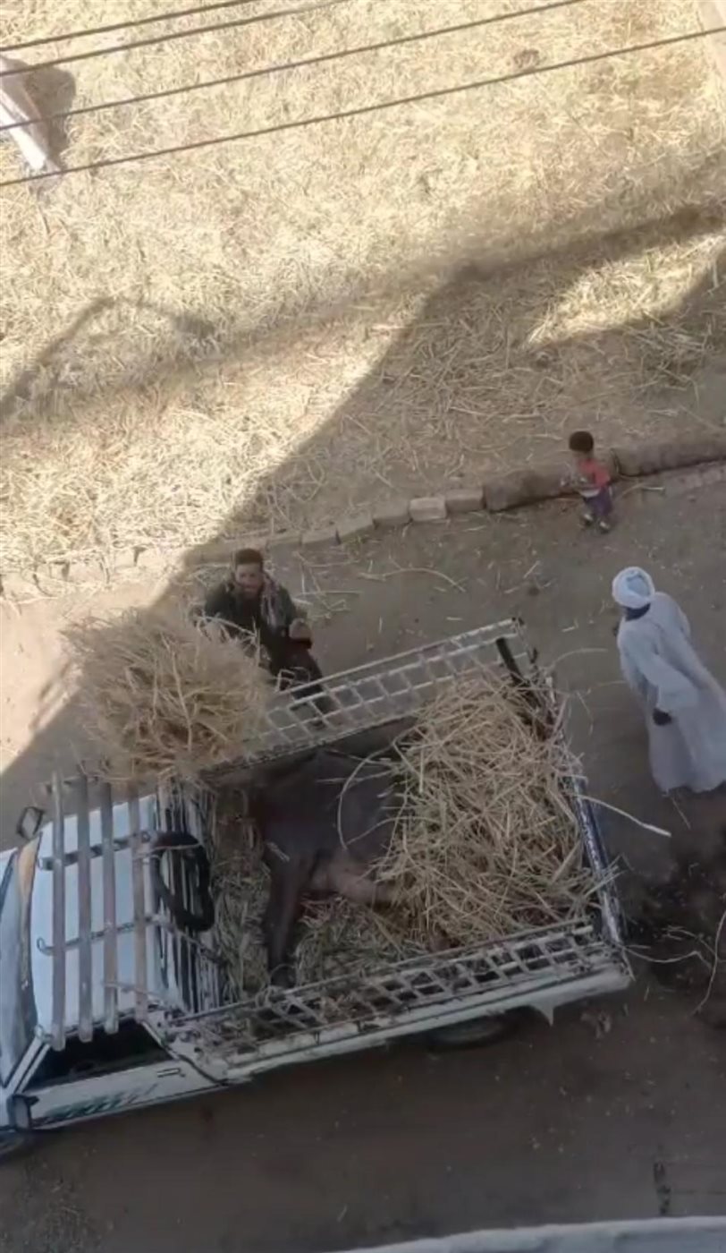 ضبط 3 أشخاص بتهمة ذبح جاموسة مريضة لبيع لحومها