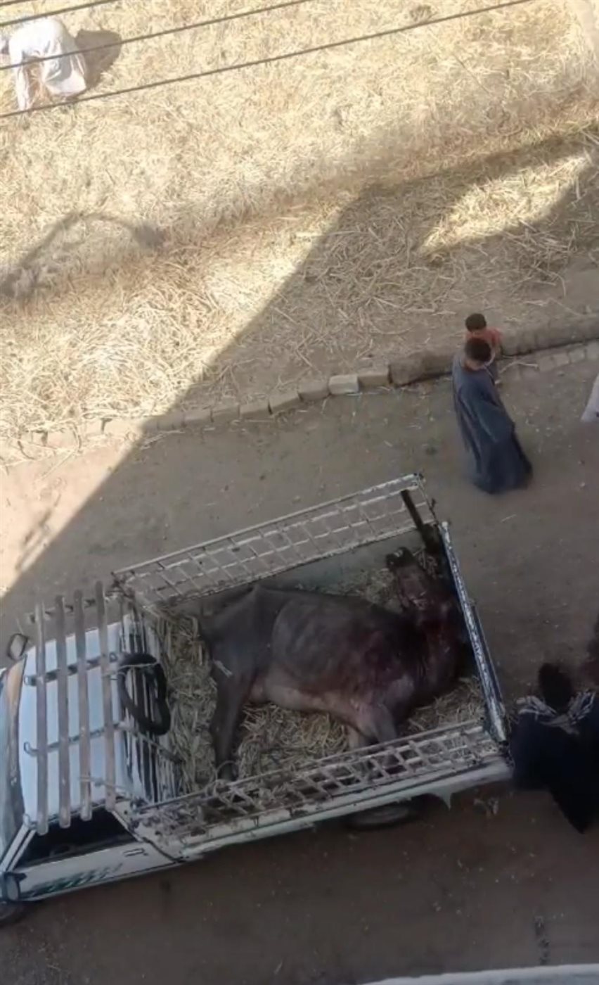ضبط 3 أشخاص بتهمة ذبح جاموسة مريضة لبيع لحومها