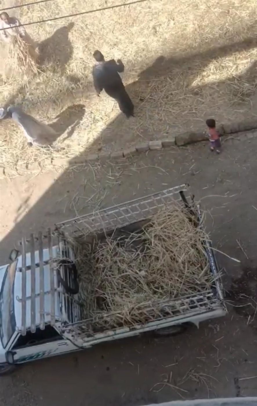 ضبط 3 أشخاص بتهمة ذبح جاموسة مريضة لبيع لحومها