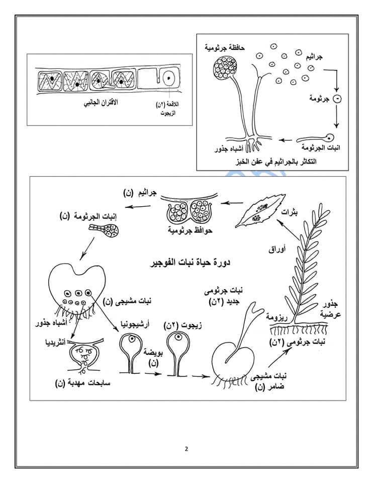 مراجعة الأحياء تالتة ثانوي&nbsp;