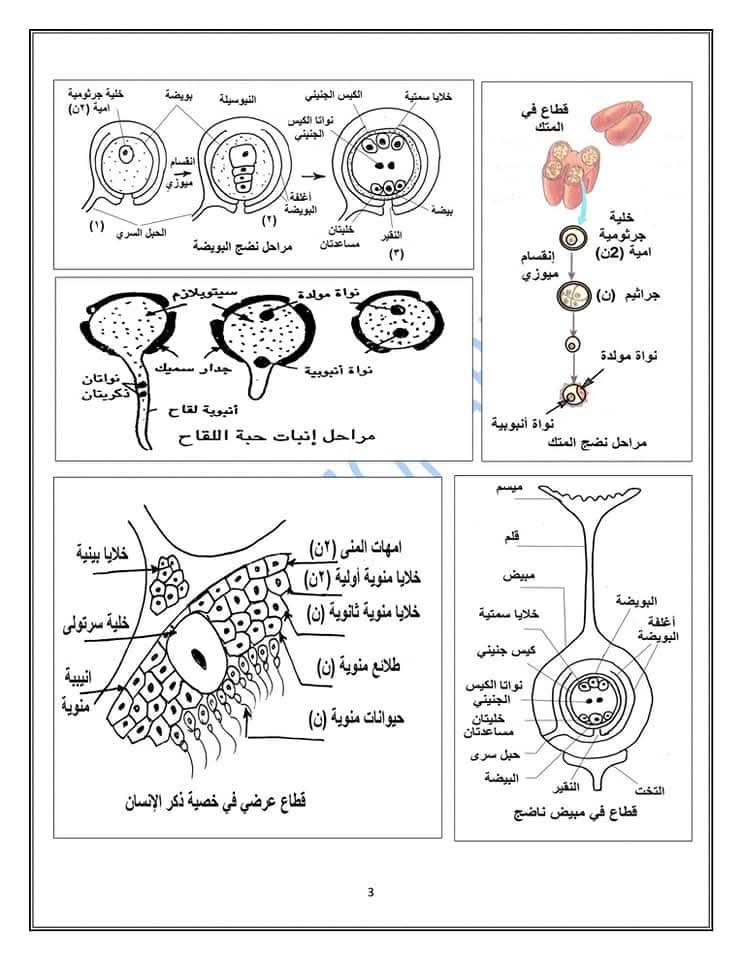 مراجعة الأحياء تالتة ثانوي&nbsp;