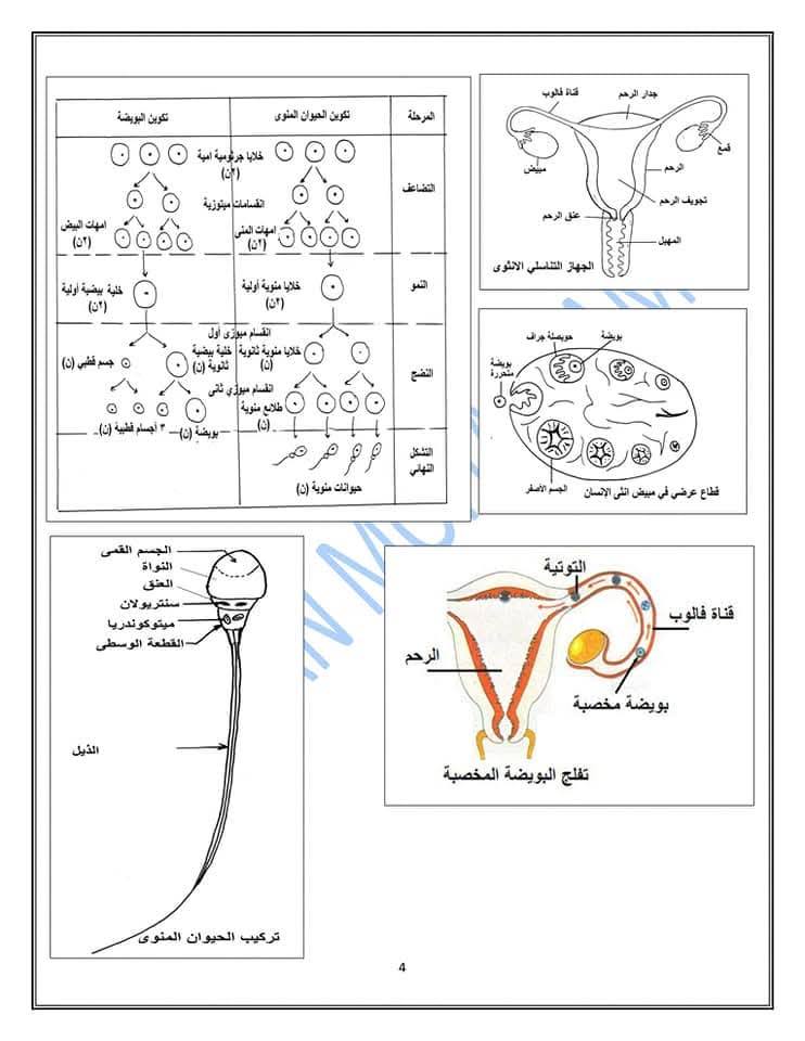 مراجعة الأحياء تالتة ثانوي&nbsp;