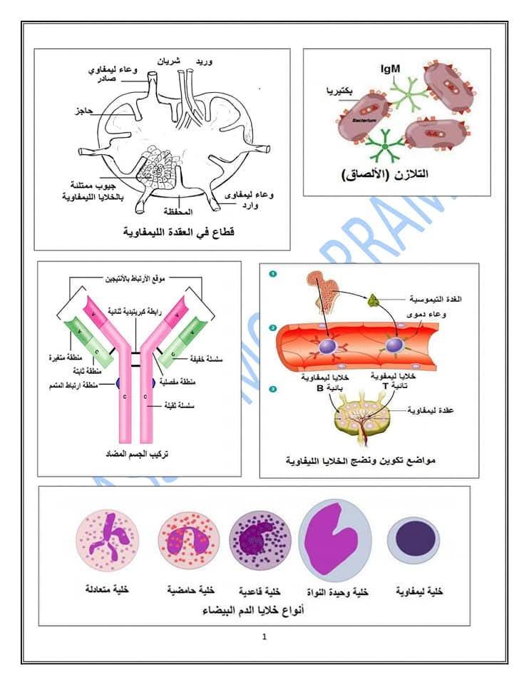 مراجعة الأحياء تالتة ثانوي&nbsp;