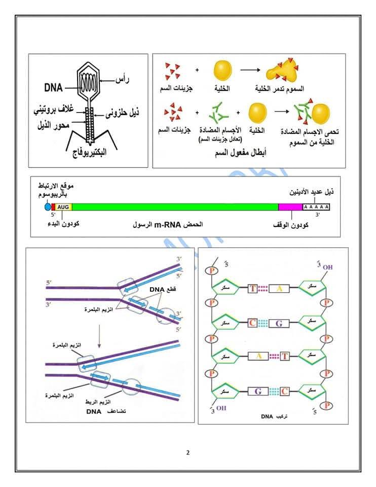 مراجعة الأحياء تالتة ثانوي&nbsp;
