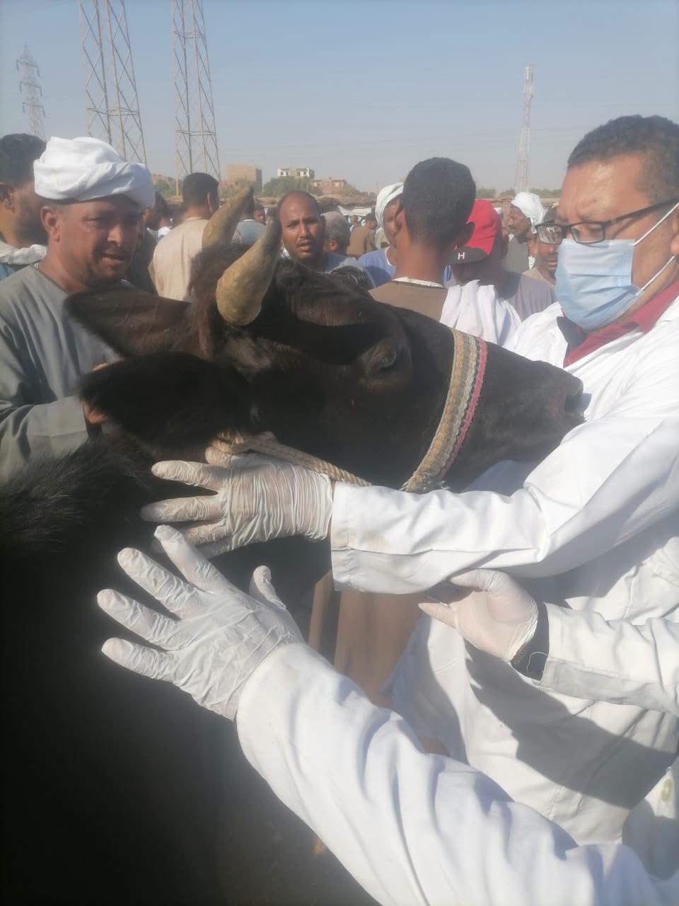 فحص بيطري وتقصي وبائي بسوق إسنا