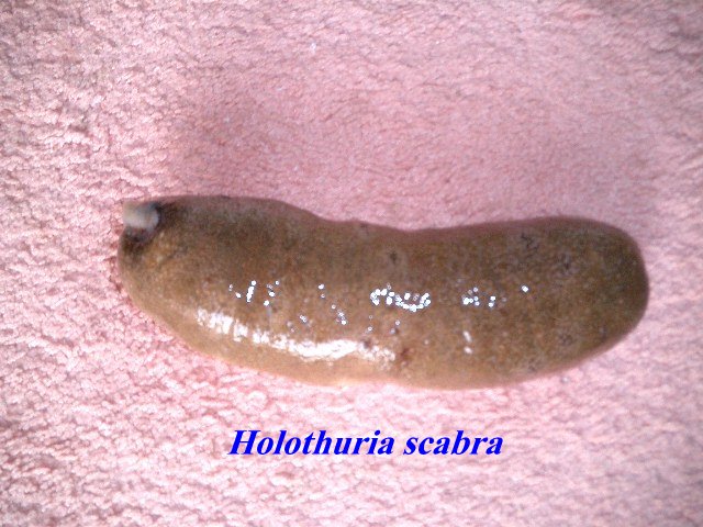 أبرز أنواع خيار البحر بالبحر الأحمر المصري (1)