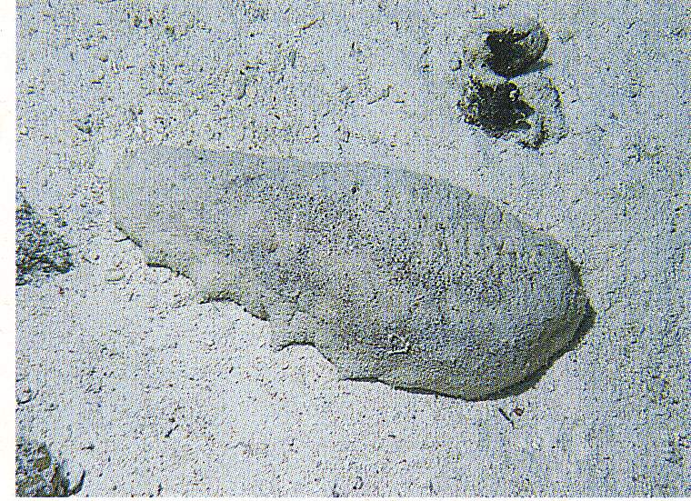 أبرز أنواع خيار البحر بالبحر الأحمر المصري (5)