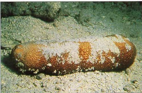 أبرز أنواع خيار البحر بالبحر الأحمر المصري (7)