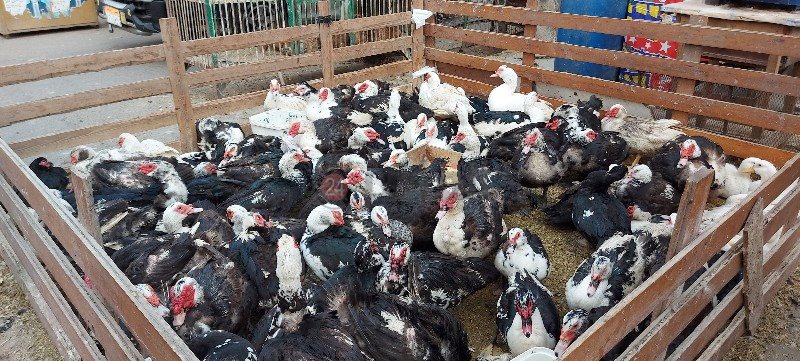 ٢٠٢١٠٤٠٦_١٦٠٠٢٨_copy_800x361