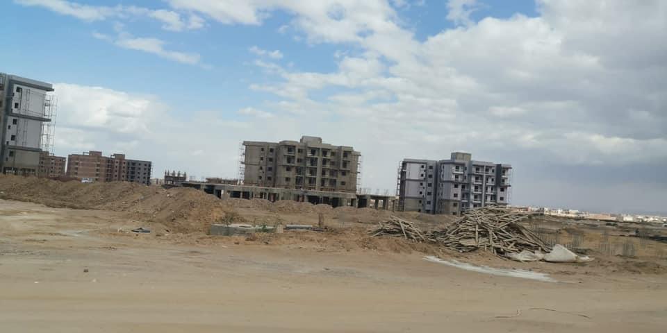 أشجار سيتي3