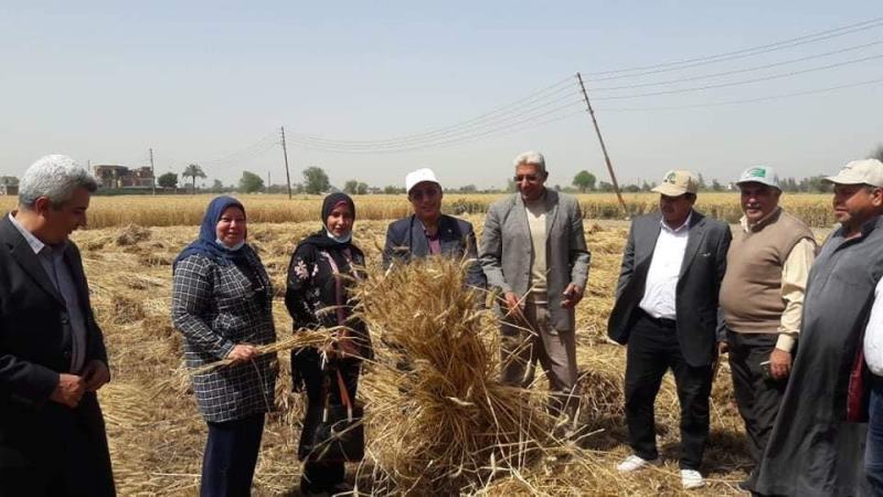انطلاق موسم حصاد القمح بالشرقية 02