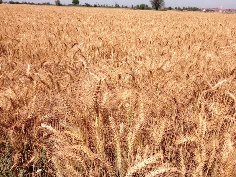 موسم حصاد القمح بالشرقية