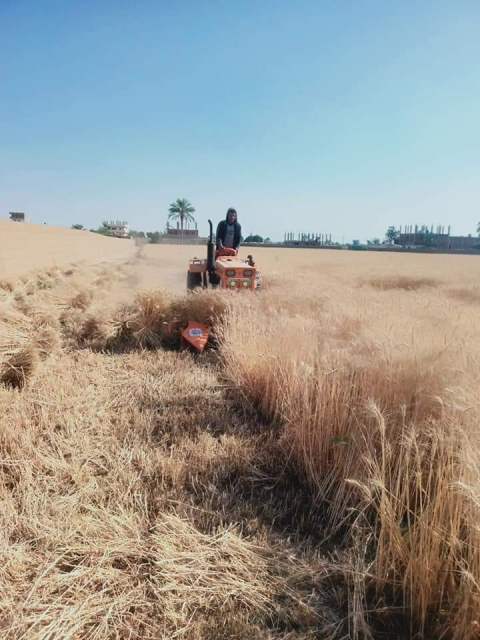 حصاد القمح بالشرقية 02