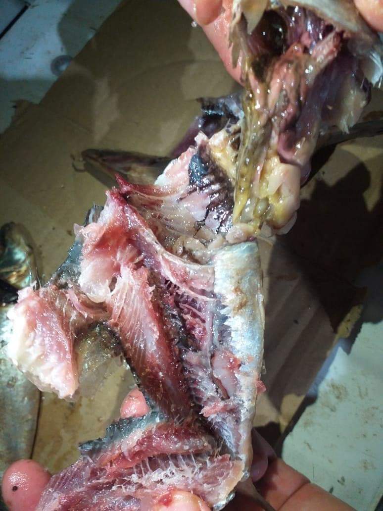 ضبط سردين مملح غير صالح للاستهلاك الآدمي بالفيوم