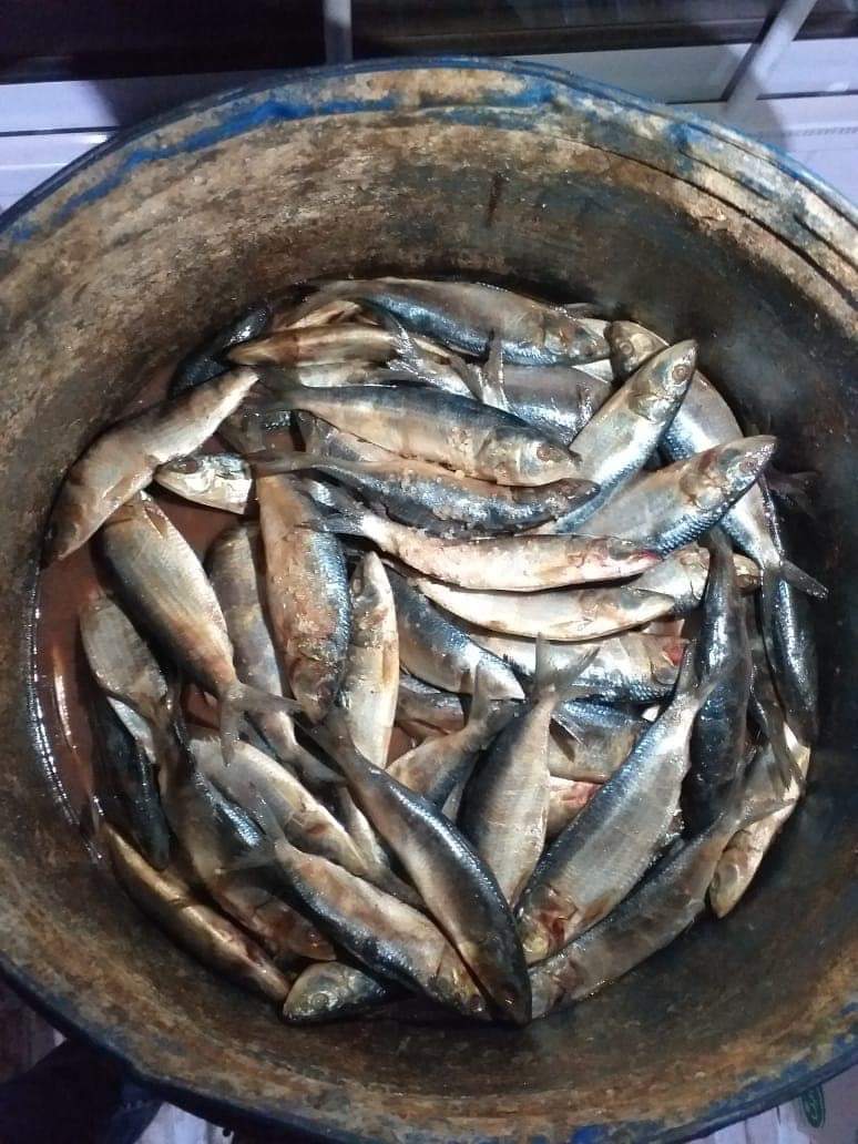 ضبط سردين مملح غير صالح للاستهلاك الآدمي بالفيوم