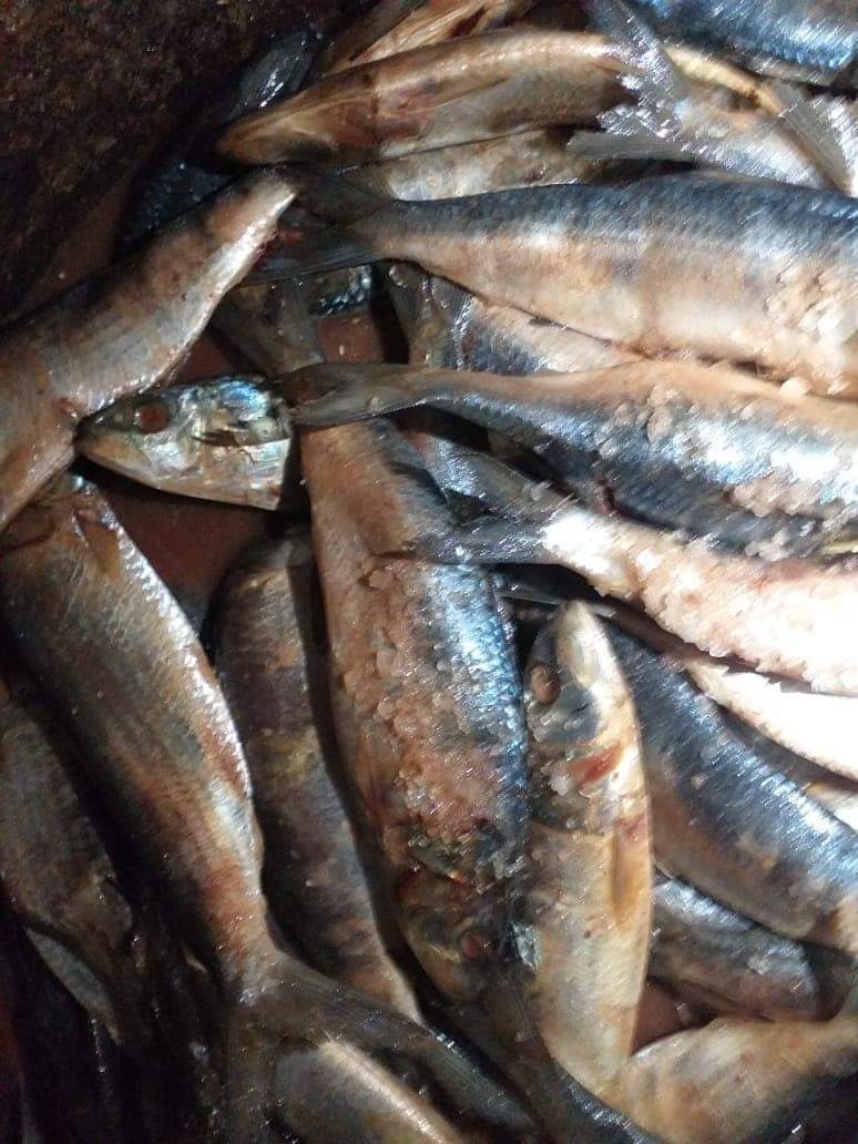 ضبط سردين مملح غير صالح للاستهلاك الآدمي بالفيوم