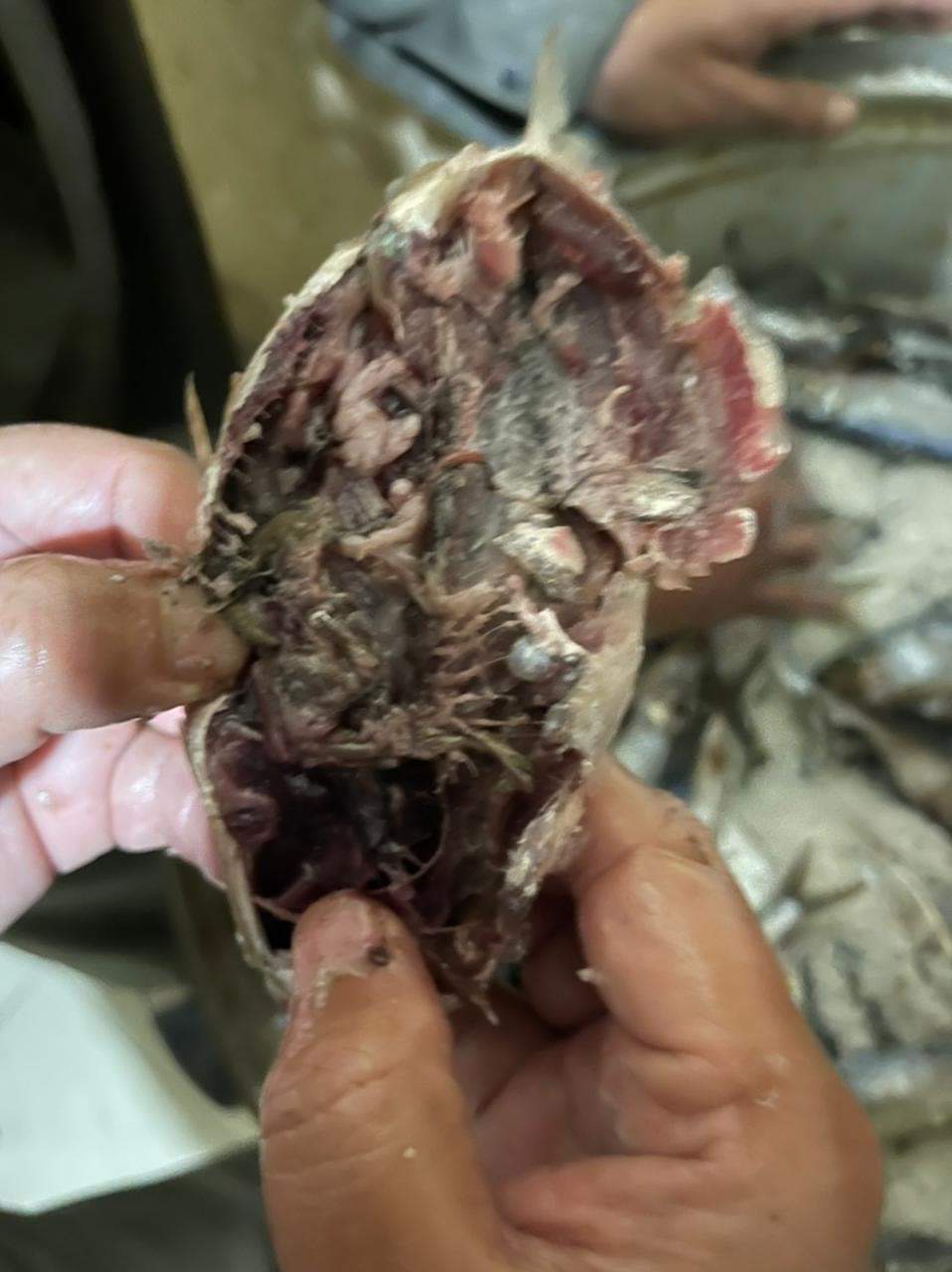 ضبط سردين منتهي الصلاحية بالفيوم