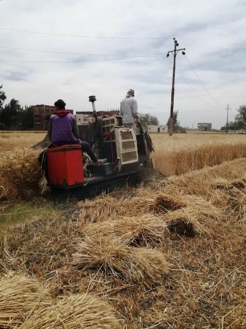 حصاد القمح في الشرقية 01