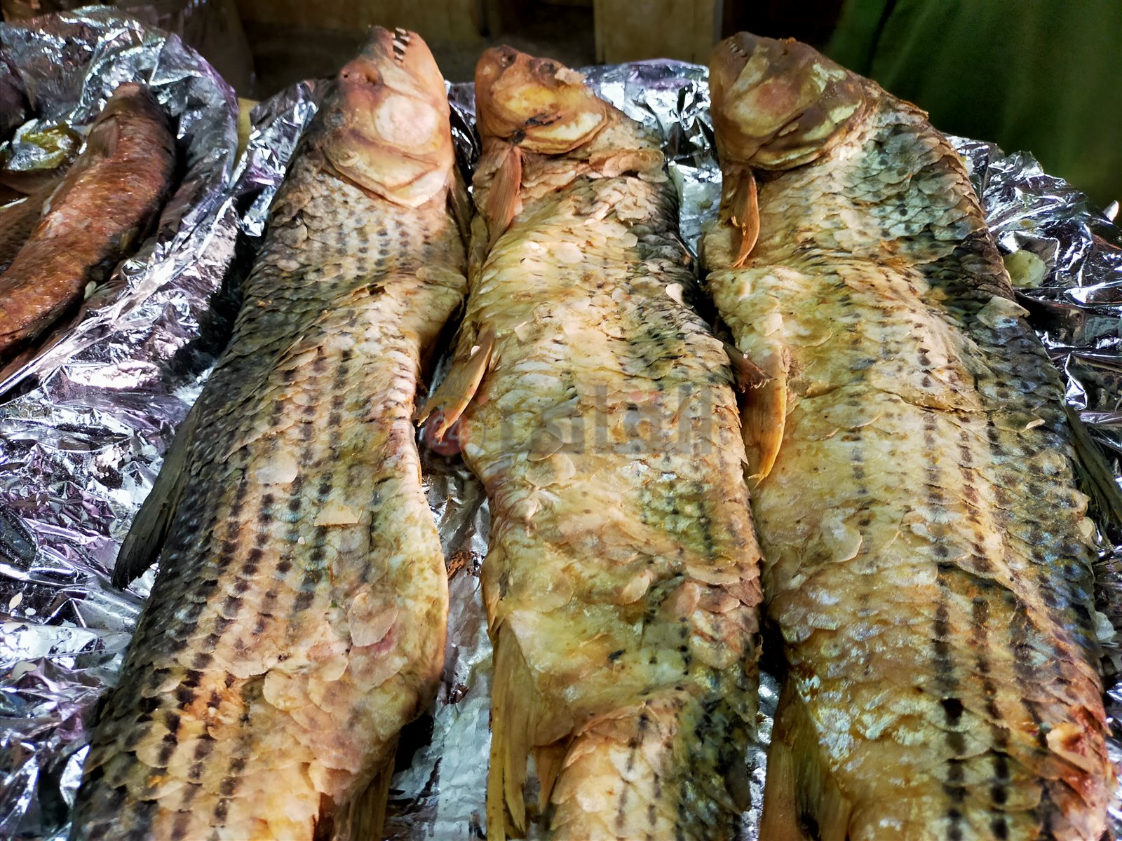 فسيخ الدمياطي في الفيوم