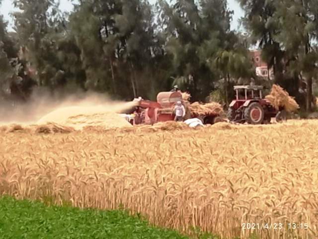 حصاد القمح بالشرقية