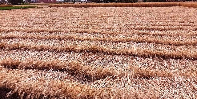 موسم حصاد القمح