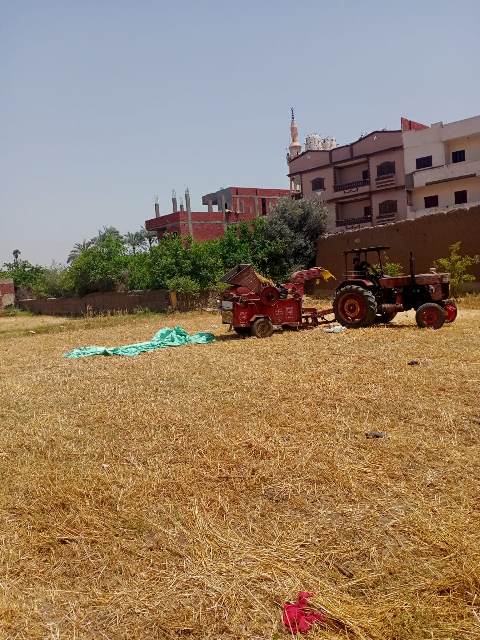 حصاد القمح بالشرقية