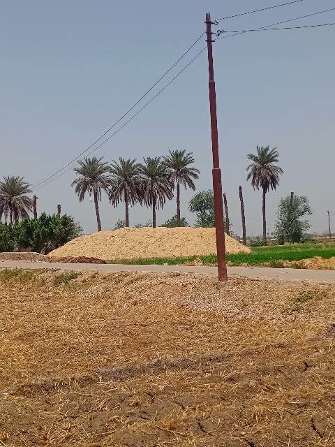 موسم حصاد القمح بالشرقية