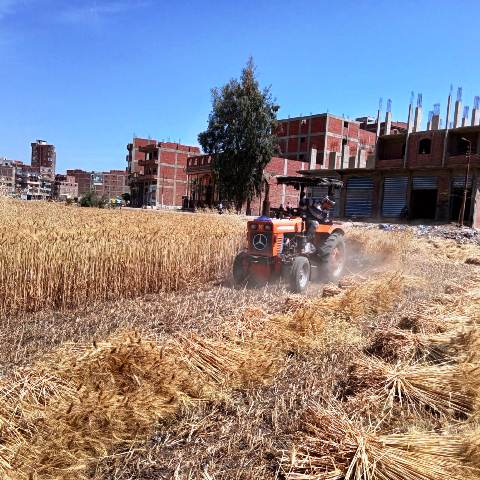 موسم حصاد القمح بمحافظة اشلرقية