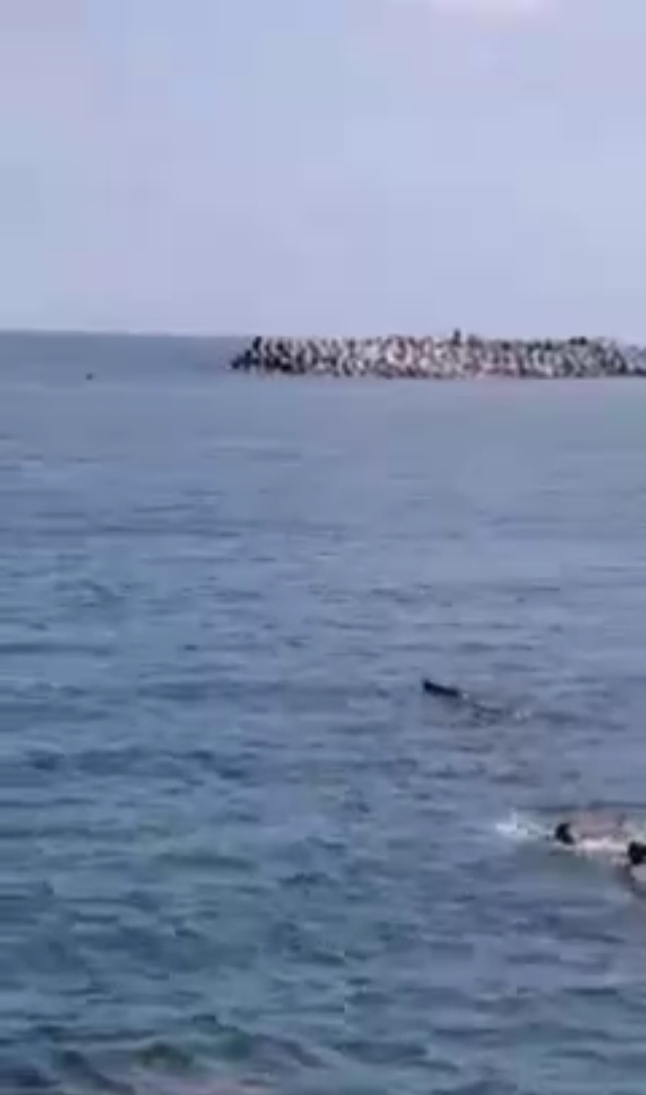 Screenshot_٢٠٢١٠٥٢٣-٠١١٢١٣_WhatsApp