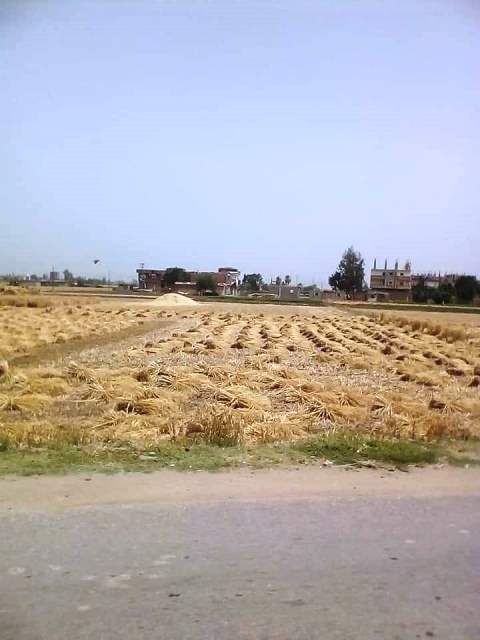 حصاد القمح بالشرقية 02