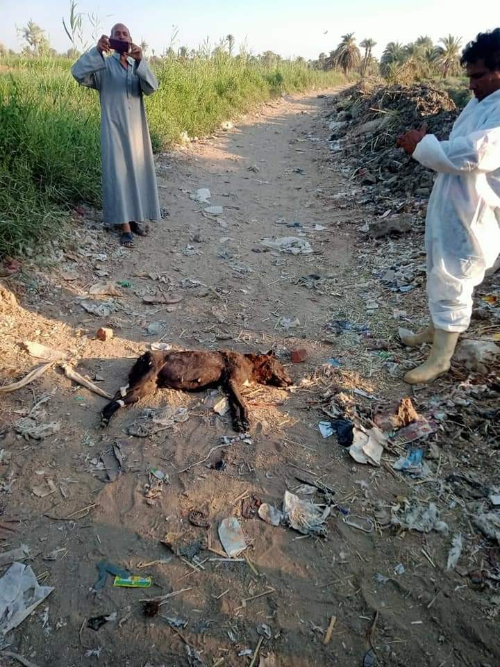 قتل الكلاب الضالة والمسعورة في الفيوم