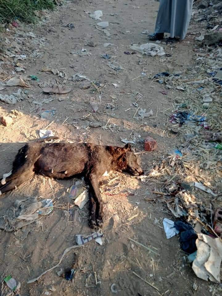 قتل كلاب ضالة هاجمت أطفال في الفيوم