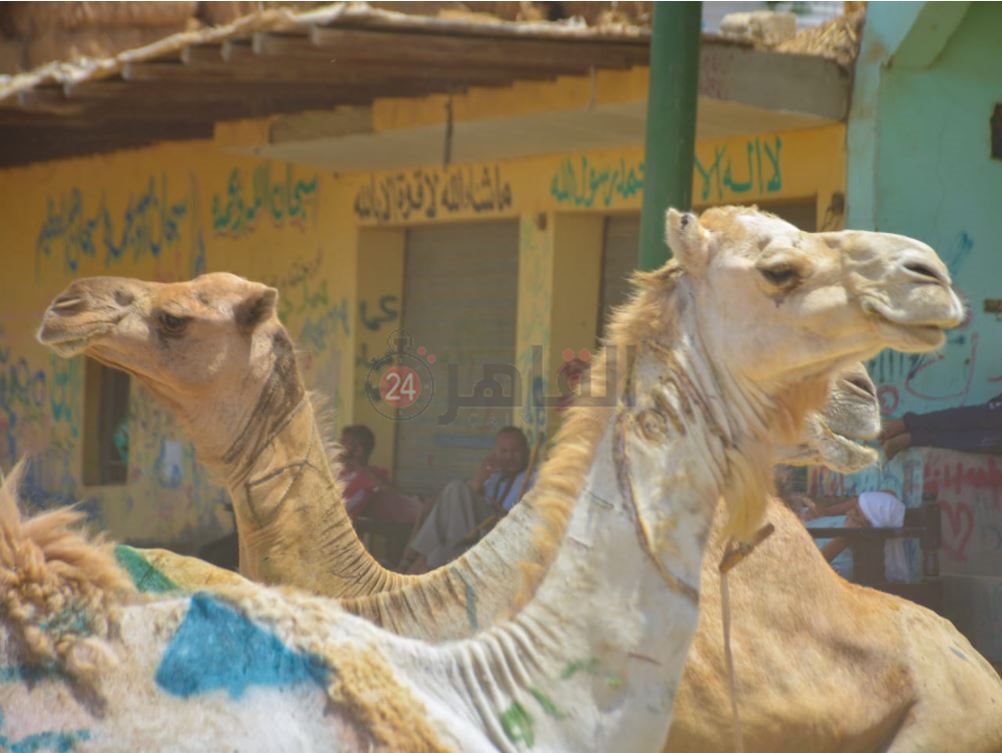 سوق برقاش 11