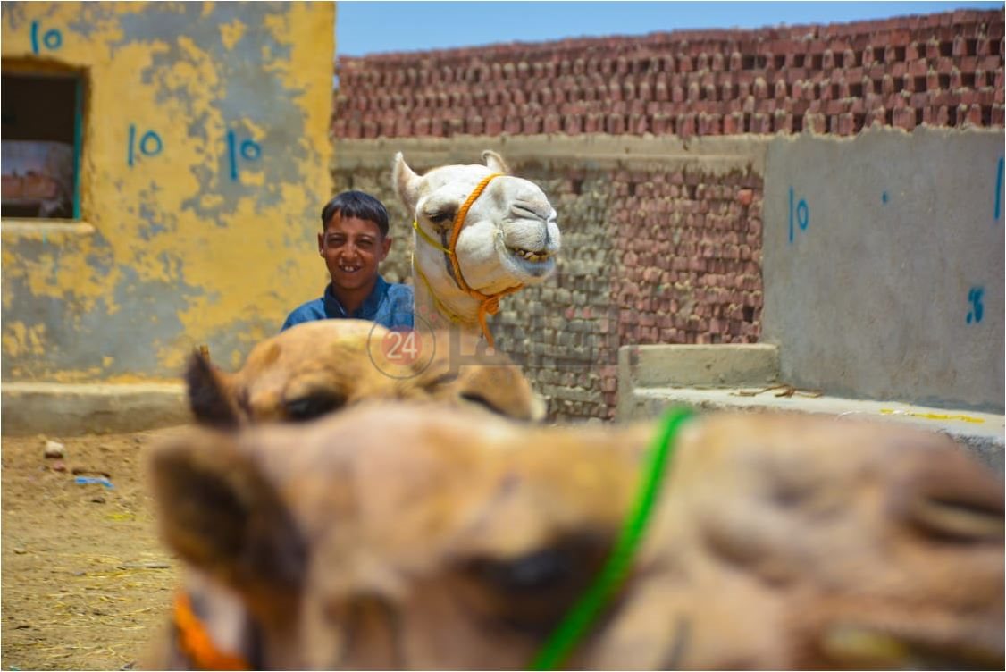 سوق برقاش 14