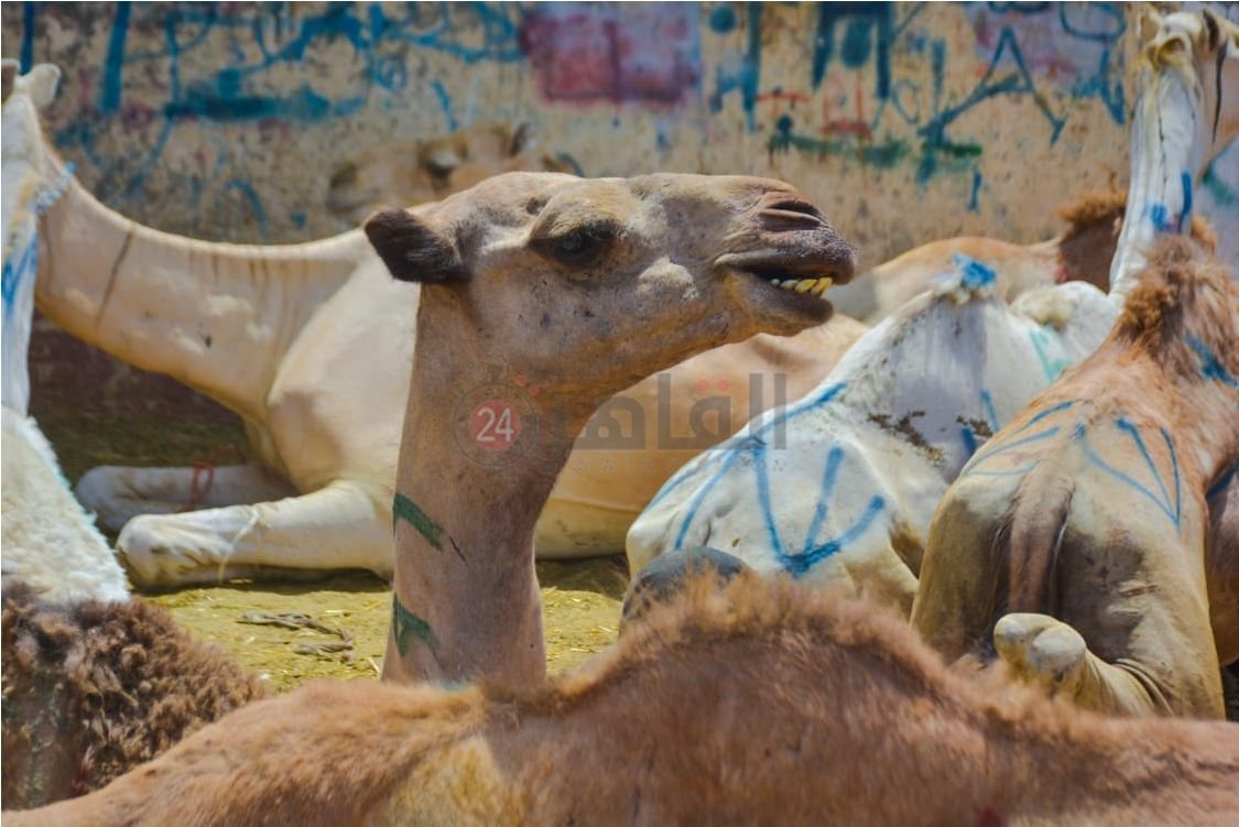 سوق برقاش 18