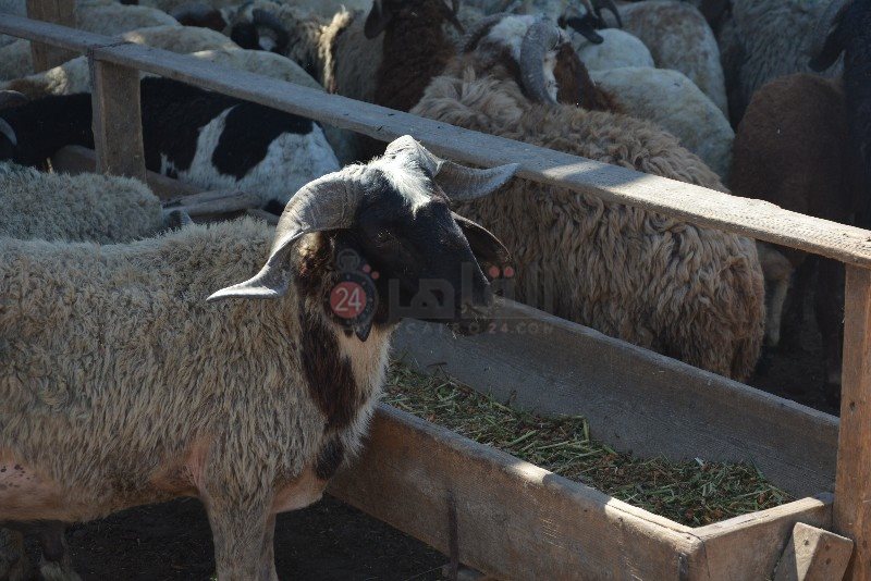 DSC_0127_copy_800x534