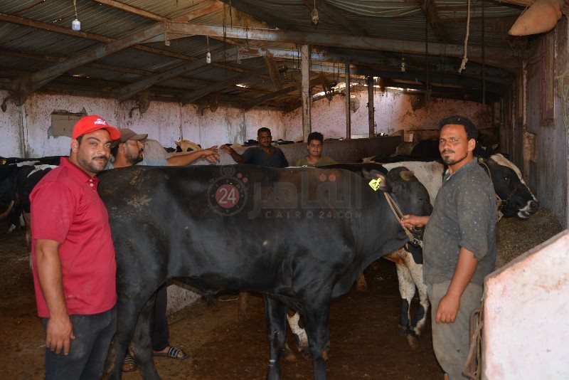 DSC_0152_copy_800x534