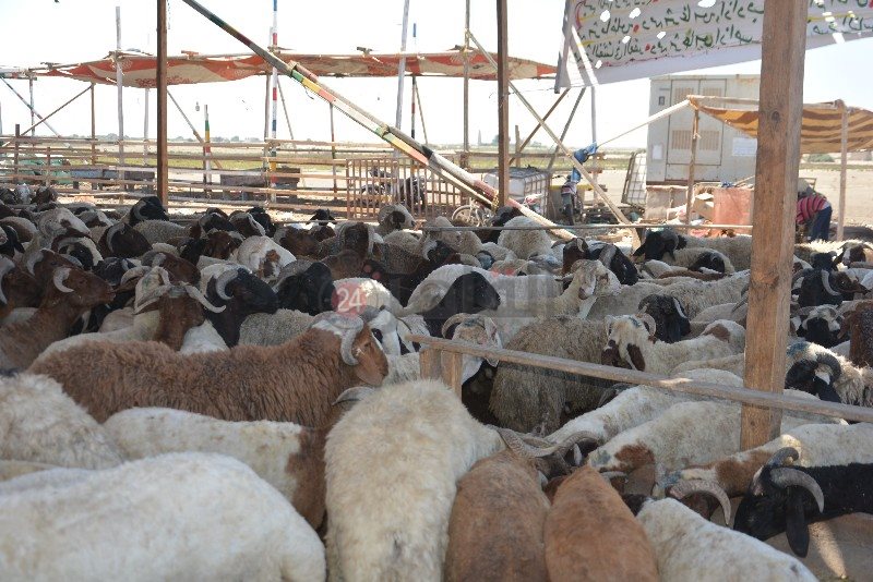 DSC_0124_copy_800x534